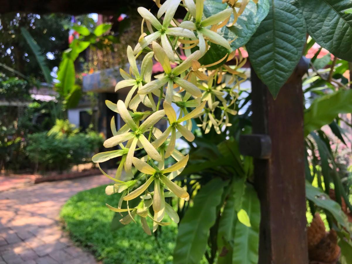 פרה נאקון סי איוטאיה Moradok Thai Guesthouse מראה חיצוני תמונה